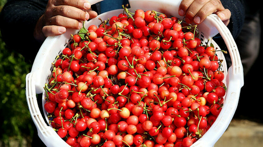 Sezonun ilk kirazının kilosu 400 liradan satıldı