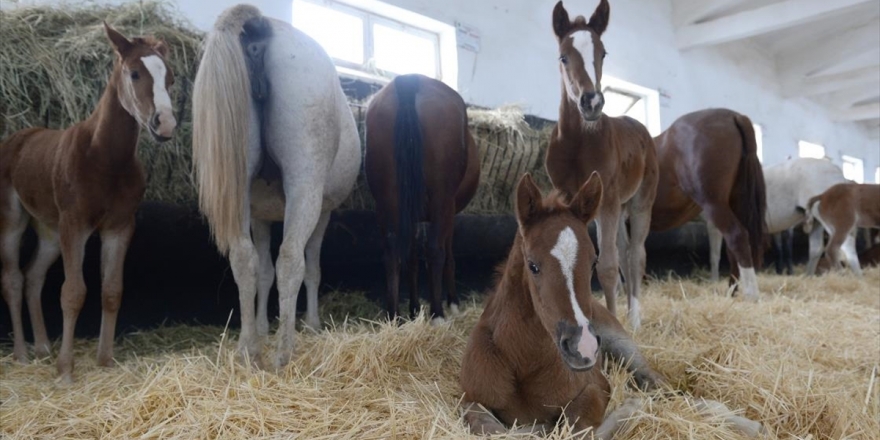 Sultansuyu'nda Şampiyon Adayı 95 Tay Dünyaya Geldi