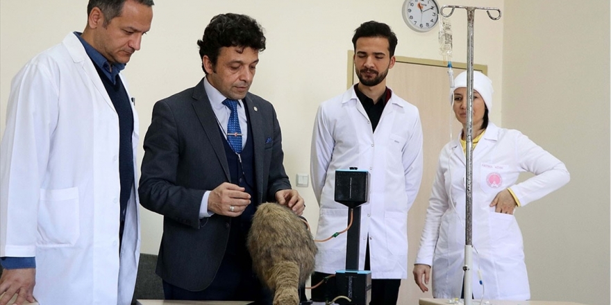 Veteriner Hekim Adaylarının El Becerileri Simülatör Yardımıyla Gelişecek