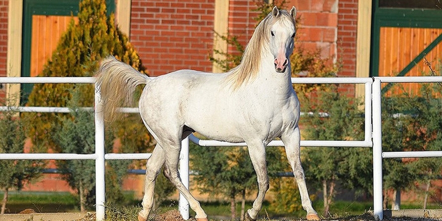 Şampiyon 'Turbo' Kazandırmaya Devam Ediyor