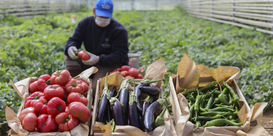 AYDIN BÜYÜKŞEHİR BELEDİYESİ ATA TOHUMLARINDA HASADA GEÇTİ
