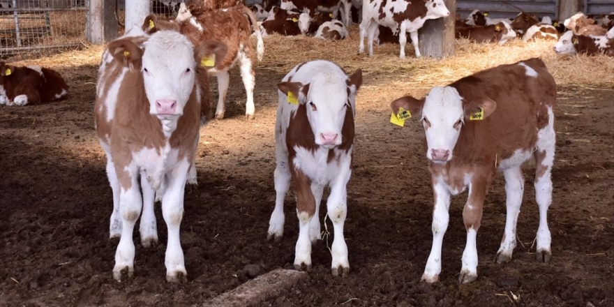 Ceylanpınar Tarım İşletmesinde El Değmeden Üretilen Süte Rağbet