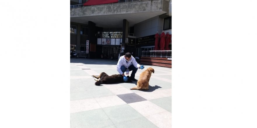 AYDIN BÜYÜKŞEHİR BELEDİYESİ SOKAĞA ÇIKMA YASAĞINDA CAN DOSTLARI YALNIZ BIRAKMADI