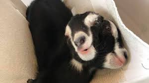 ABD’de doğan çift başlı keçi yavrusu sosyal medya kullanıcılarını eğlendirdi