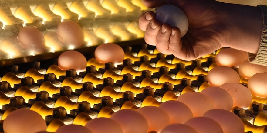 Afyonkarahisar'daki Yumurta Üreticileri İsrail Pazarına Da Yöneldi