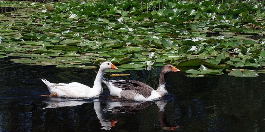 21 Bölge 'Kesin Korunacak Hassas Alan' İlan Edildi