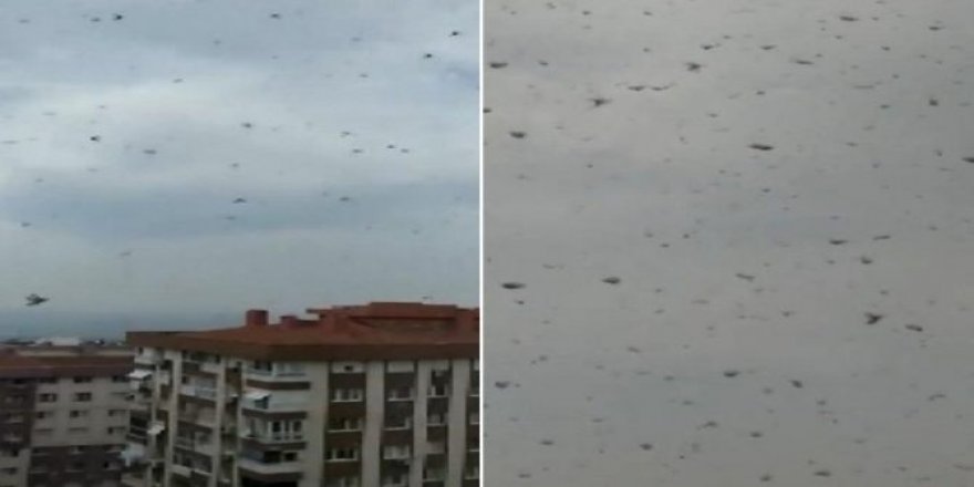 İzmir’de korkutan ‘böcek istilası’ görüntüleri!