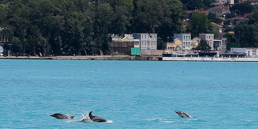 İlkbaharın Gelişiyle Yunusların İstanbul Boğazı'nda Görünürlüğü Arttı