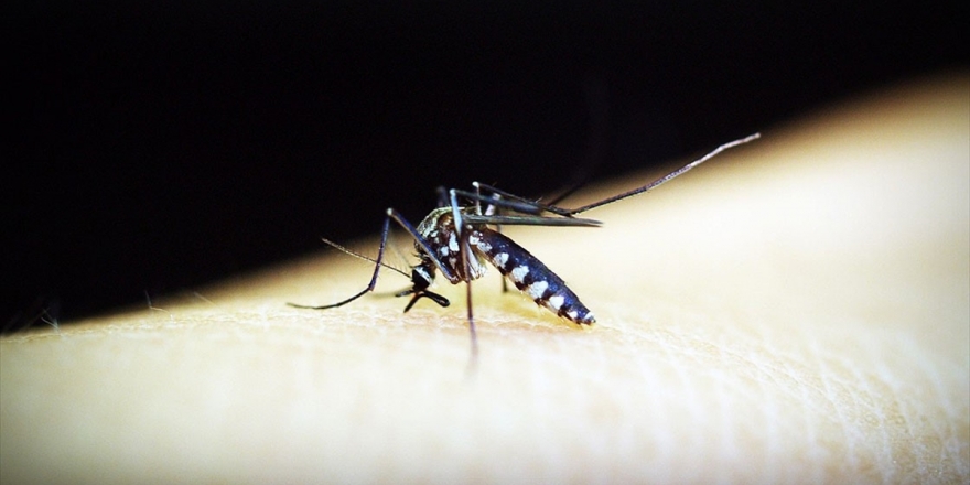 Sıtma Dünya Genelinde 2018'de 405 Bin Can Aldı