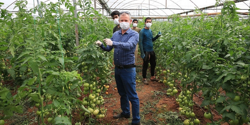 Antalya'da 130 Bin Çiftçi Üretime Hız Kesmeden Devam Ediyor