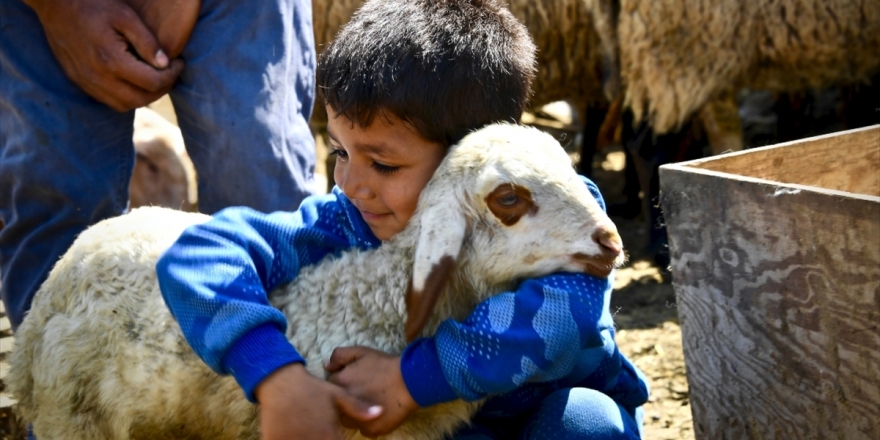 Koyunları Telef Olan Ailenin Hüznü Sevince Döndü