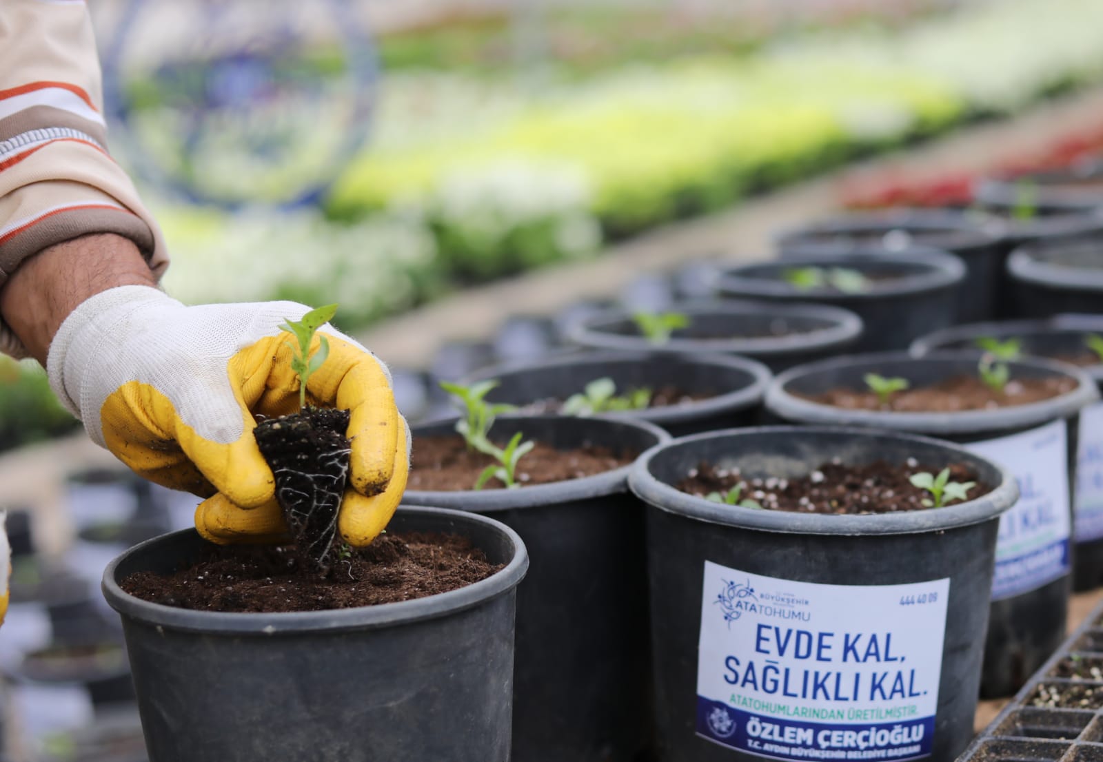 AYDIN BÜYÜKŞEHİR BELEDİYESİ MİLYONLARCA FİDE DAĞITTI