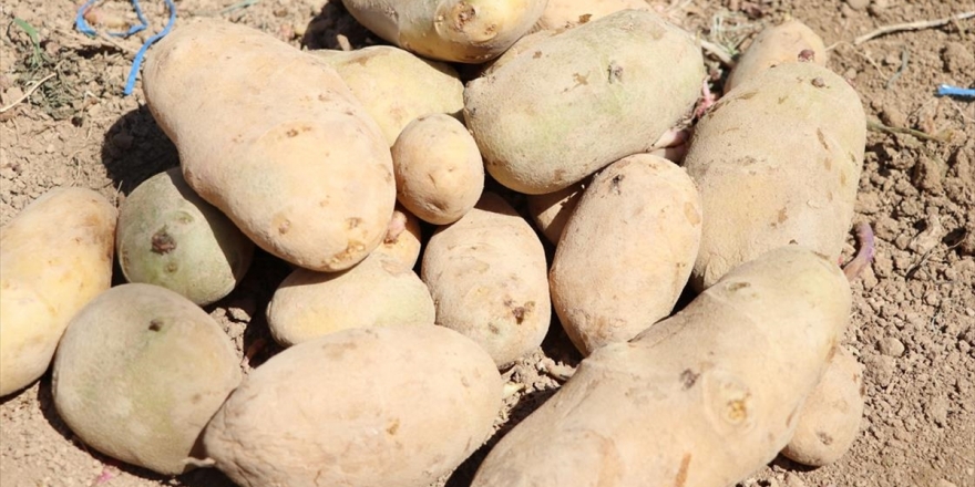 Gıda Sanayisi İçin Yerli İki Patates Çeşidi Geliştirildi