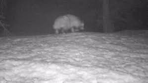 Türkiye'de ilk kez görülen rakun köpeği için uyarı: 'Kovid-19'u insana geçiren tür olabilir'