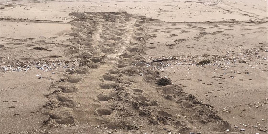 İztuzu'nda Caretta Carettaların Yuvaları Görüldü