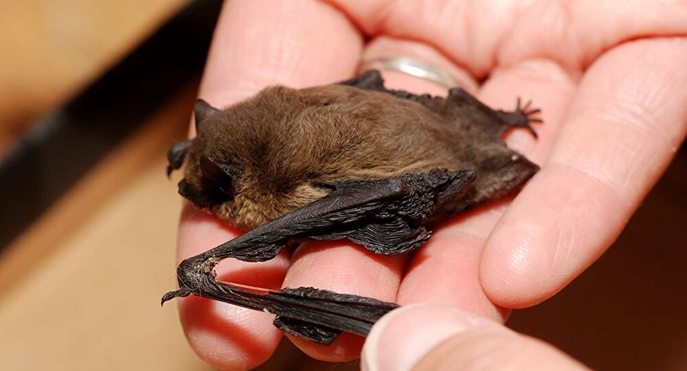 Bilim insanları, virüs taşıyan yarasaların neden hasta olmadığını açıkladı