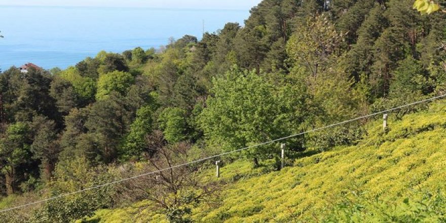 Köy köy gezerek 6 bin 900 TL maaşla çalışacak 2 bin işçi arıyorlar