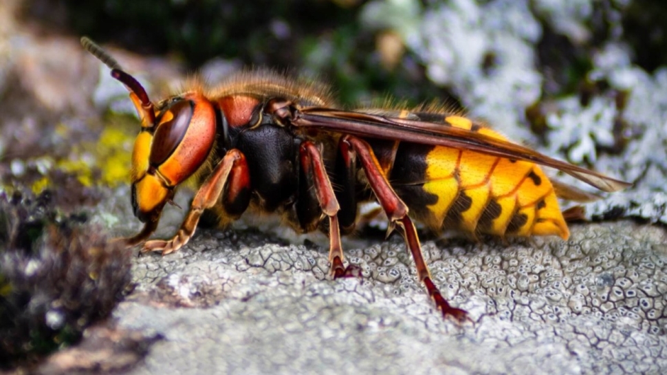ABD'de bu kez de 'katil arı' paniği yaşanıyor