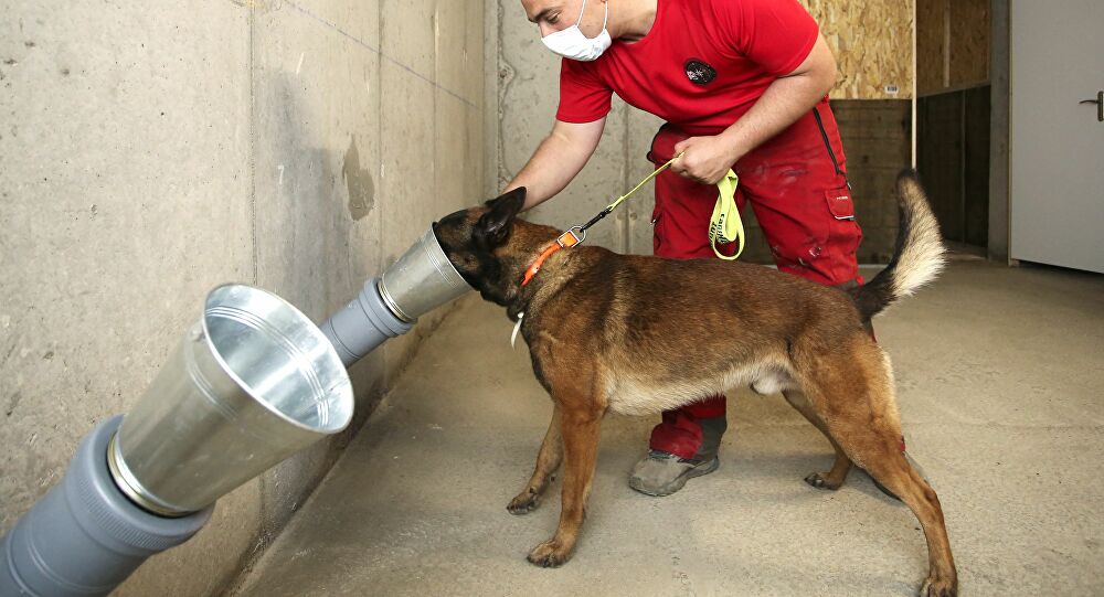 Köpekler koronavirüsün kokusunu almak için eğitiliyor