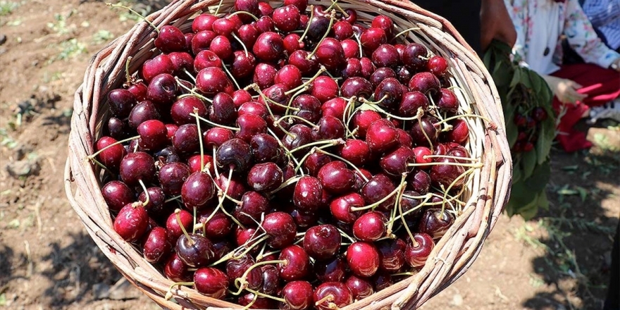 Yurt Dışındaki Alıcı Çiftçiye Doğrudan Ulaşacak