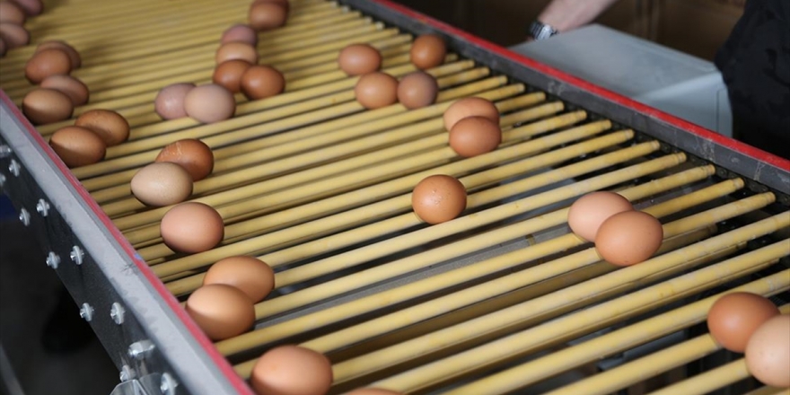 Yumurta Üreticileri Talebe Yetişemiyor