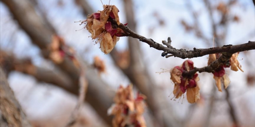 Meteorolojiden Doğu Anadolu'da 6 İlde 'Zirai Don' Uyarısı