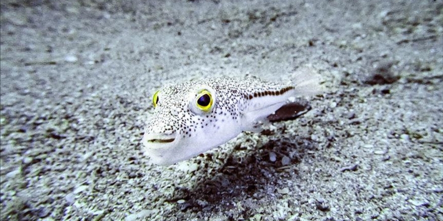 Antalya'da Balon Balığı Yiyen 3 Kişi Zehirlendi