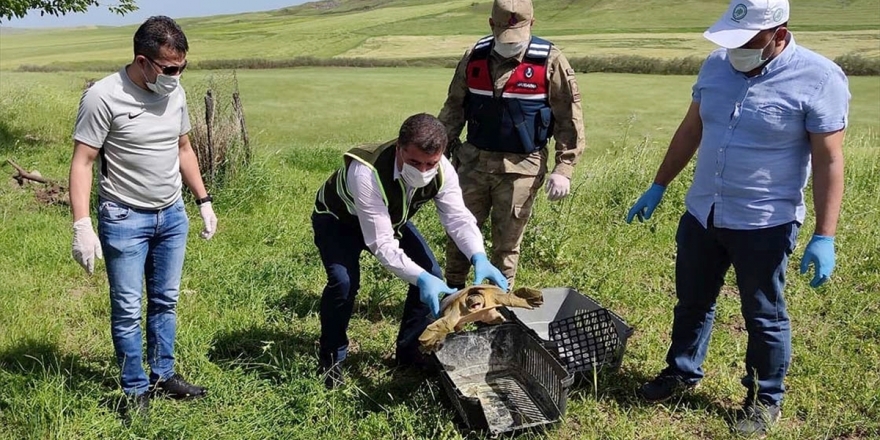 Diyarbakır'da Jandarma Nesli Tükenmekte Olan Fırat Kaplumbağası Buldu
