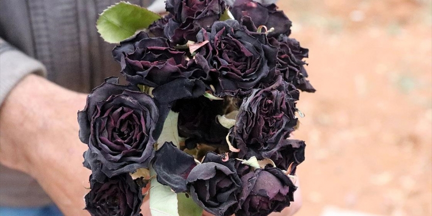 'Fırat'ın İncisi'nde Karagül Hasadı Başladı