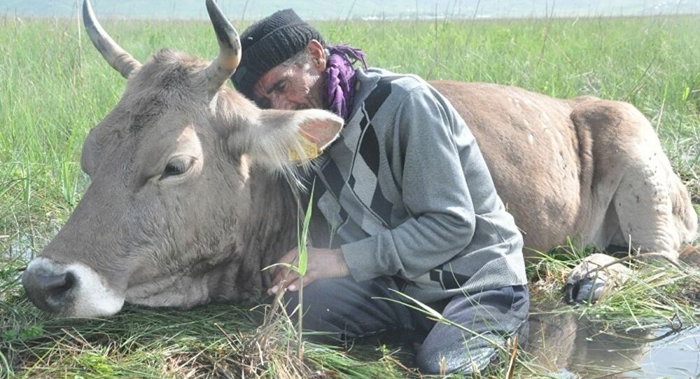 Bataklığa saplanan ineğinin başından iki gün ayrılmadı: 'Tek geçim kaynağım'