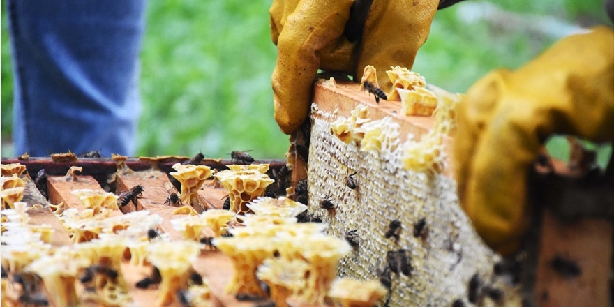 Türkiye'de Geçen Yıl 109 Bin Ton Bal Üretildi