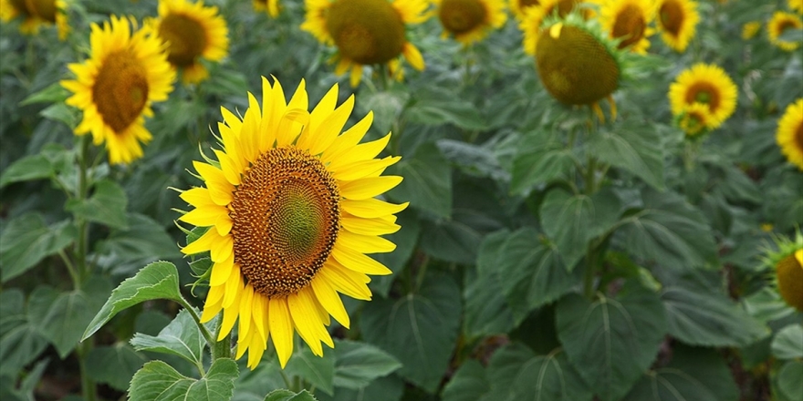 Ayçiçeğinde 400 Bin Ton Rekolte Bekleniyor