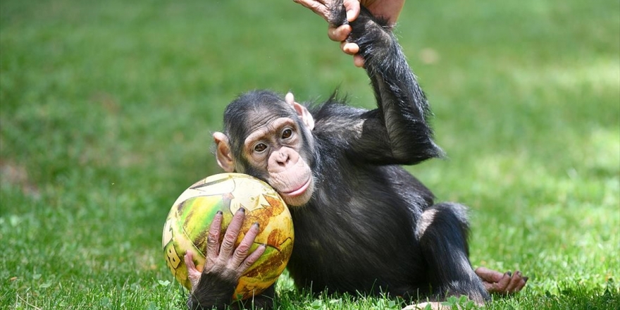 Şempanze 'Can' Da Uzun Aradan Sonra Yuvasından Çıktı