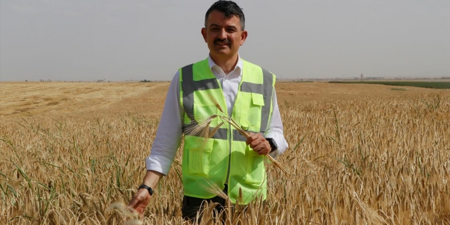 Hububat Fiyatı Üreticiyi Sevindirdi