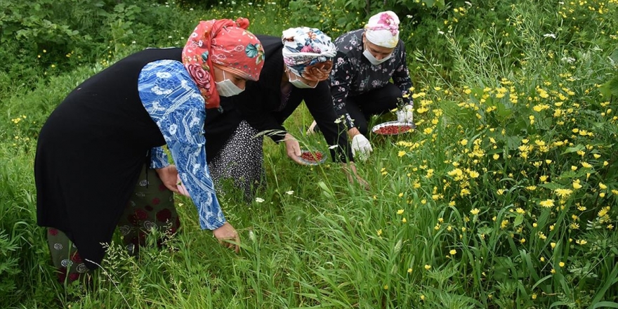 Kilosu 150 Liradan Satılan Dağ Çileği Kadınlara Ekonomik Kazanç Oldu