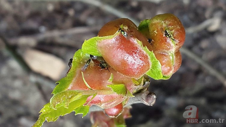 'Katil arı' Türkiye'de bir ilde daha görüldü: 'Ormanlarımız iyice kuruyacak'