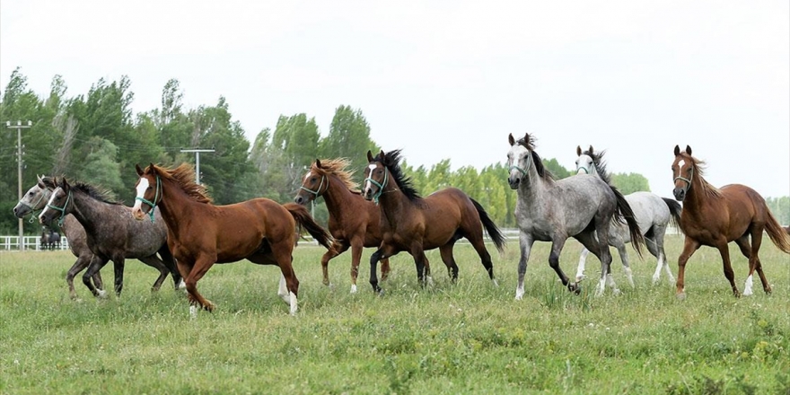Şampiyonların Tayları 9 Milyon Lira Gelir Getirecek