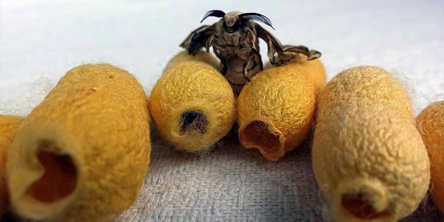 'Hatay Sarısı'nın Geleceği Ona Emanet