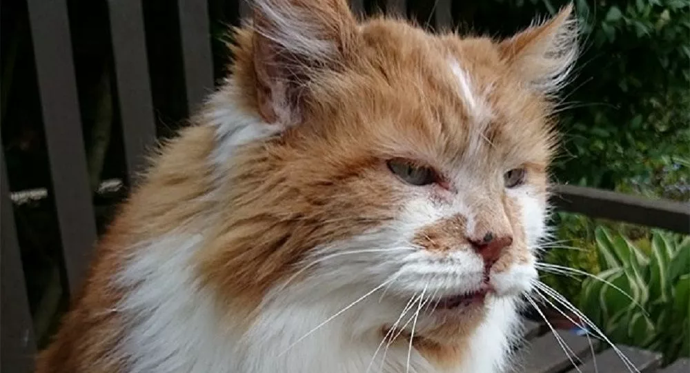 Dünyanın en yaşlı kedisi 31 yaşında öldü