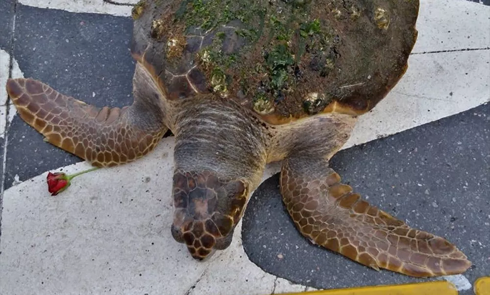 İzmir Körfezi'nde kıyıya vuran caretta caretta kurtarıldı