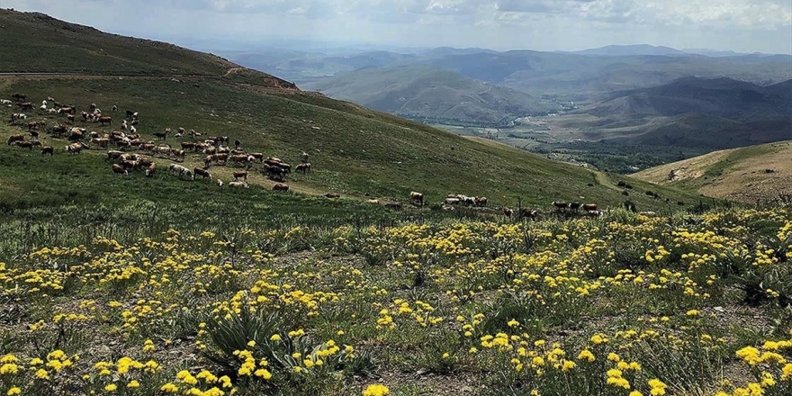 Bayburt'un Yaylaları Doğaseverleri Bekliyor
