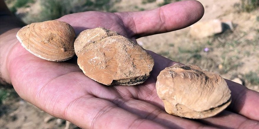 Palmiye fosili bulunan Iğdır'da şimdi de midye fosiline rastlandı
