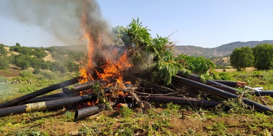 Diyarbakır'da 9 Milyon 187 Bin Kök Hint Keneviri Ve 1 Ton 183 Kilogram Esrar Ele Geçirildi