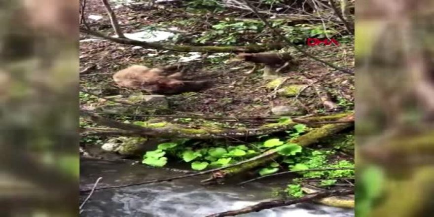 Yavru ayıyı vurduktan sonra köpekleriyle işkence yapan avcı gözaltına alındı