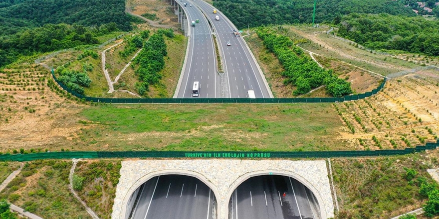 Türkiye'de Yaban Hayvanlarının Güvenli Geçiş Rotası: Ekolojik Köprüler