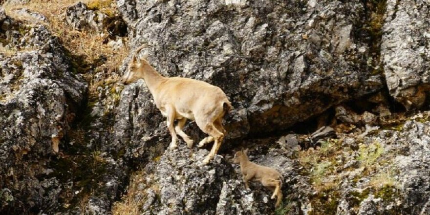 Dağ keçilerinin avlanması ihalesi iptal edildi