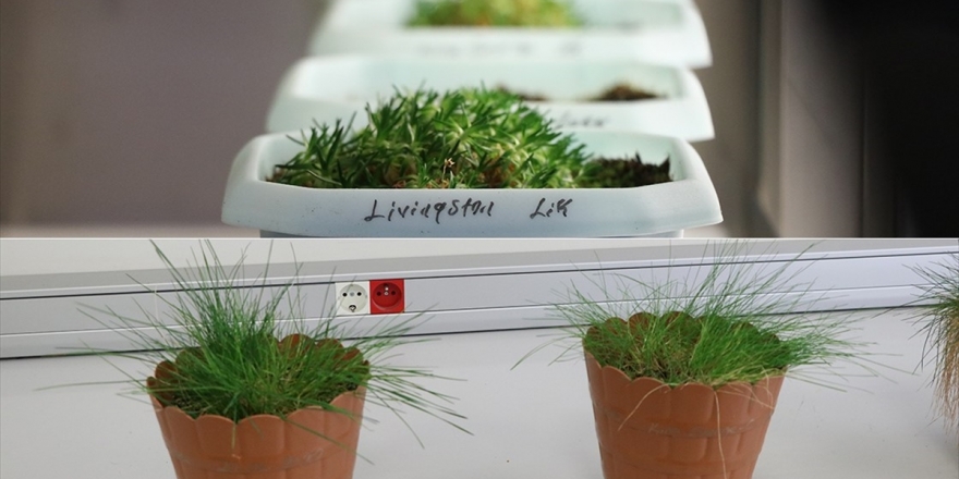 Antarktika'daki Bitkilerin Yakın Zamanda Yaşamaya Başladığı Belirlendi