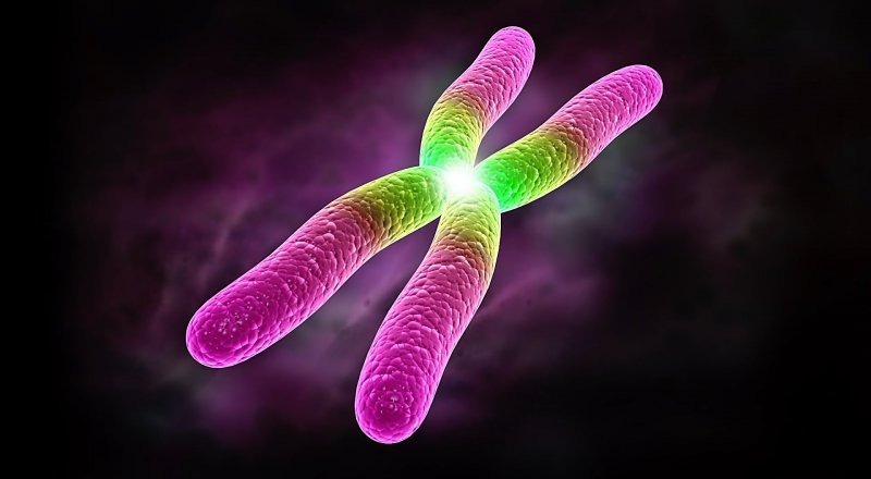 BİLİM İNSANLARI, İNSAN DNA'SINDA BULUNAN X KROMOZOMUNU İLK KEZ EKSİKSİZ BİR ŞEKİLDE MODELLEMEYİ BAŞARDI