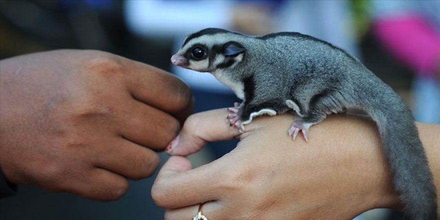 Hıyarcıklı veba Çin ve Moğolistan'dan sonra ABD'de görüldü