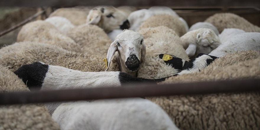 Kurbanlıklar Kovid-19 Açısından Risk Taşımıyor